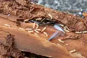 粤安白蚁防治、荔湾区上门灭白蚁