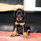 宁德CKU认证杜宾基地 杜宾犬舍直销