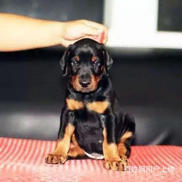 七台河可以养杜宾吗？买只杜宾多少钱的图片