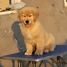 出售金毛犬幼犬 售后质保三年 诚信经营 健康为本