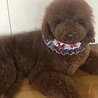 抚州有什么地方可以买巨贵犬 巨贵犬的价位