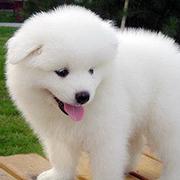 嘉兴本地萨摩耶犬舍在哪儿▲本地萨摩耶养殖基地