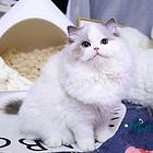 那里有布偶猫出售的 布偶猫价格贵吗 包纯种包健康