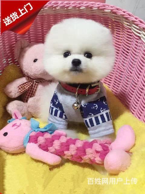 北京博美多少钱一只,哪卖博美俊介犬,哈多利博美幼犬