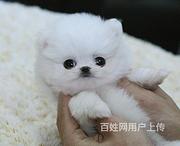 池州哪里有博美卖博美犬舍信息