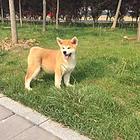 长春【十年老店】常年繁殖优质血统秋田幼犬