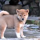 鞍山CKU认证柴犬犬舍 双血柴犬多少钱
