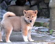 池州柴犬哪里有卖，卖柴犬的地方在哪