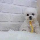 纯种比熊犬，赛级比熊犬，比熊价格专业繁育比熊基地
