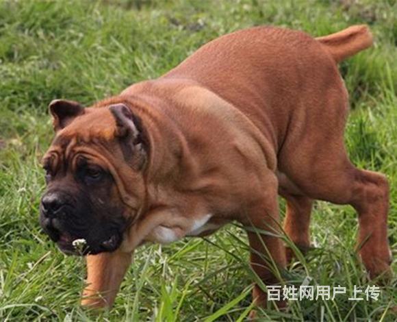 大理上哪可以看到卡斯罗犬舍，卡斯罗犬舍地址位置的图片