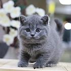福建泉州精品蓝猫蓝胖子多少钱一只