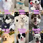 【同城推荐】安庆桐城哪里有卖贵宾犬 多少钱一只贵宾犬贵宾犬