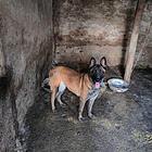 三年马犬