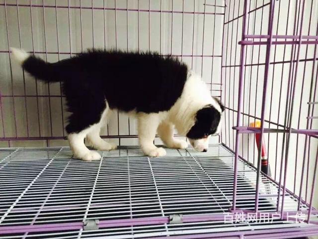 烟台卖边牧的犬舍，犬舍边牧一般价位的图片