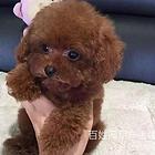 包头正规泰迪犬舍泰迪价格多少钱