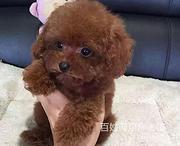 通化哪里可以买到精品泰迪泰迪多少钱一只