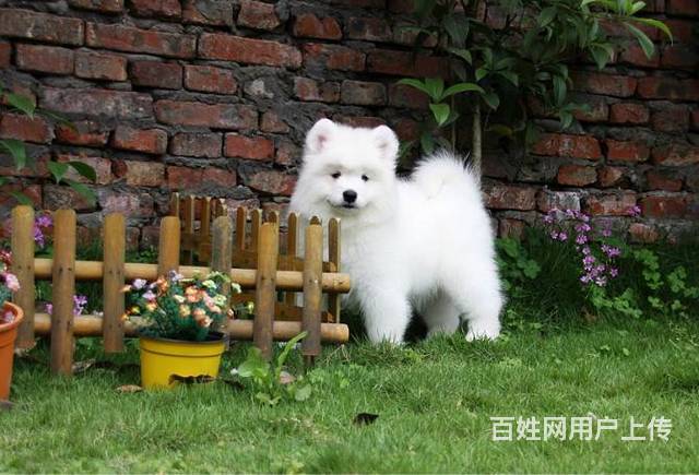 出售高端萨摩耶，疫苗驱虫已做，购犬可签协议的图片
