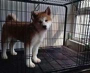 通辽正规秋田犬舍地点联系方式