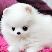 唐山哪有繁殖博美幼犬的，博美幼犬多少钱一只