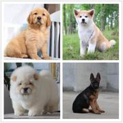玉溪犬舍位置哪家好