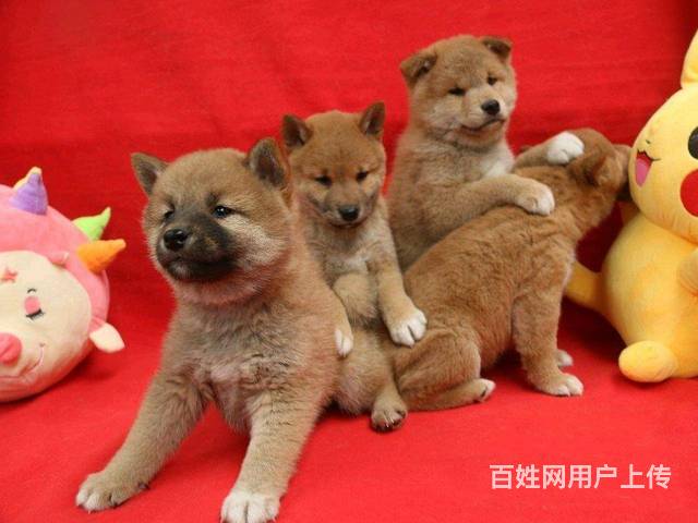 赛级柴犬价格 赛级柴犬多少钱一只 柴犬犬舍