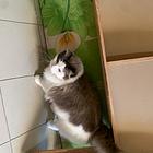 出售自家养的小猫