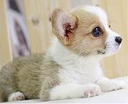 唐山柯基养殖户 繁殖柯基幼犬的地址