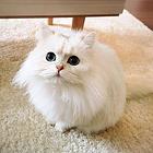 本地繁育纯种金吉拉猫 毛量好 疫苗齐全保证健康的