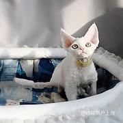 福建泉州德文猫幼崽多少钱一只