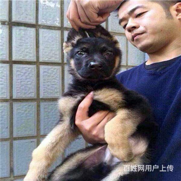 威海买德牧一般在哪里买比较真|纯德牧价位的图片
