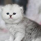 吐鲁番靠谱的卖布偶猫的商家 布偶猫一只价位