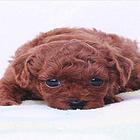 拜泉哪里有t泰迪热卖犬泰迪饲养方法有吗