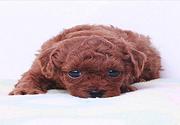 拜泉哪里有t泰迪热卖犬泰迪饲养方法有吗