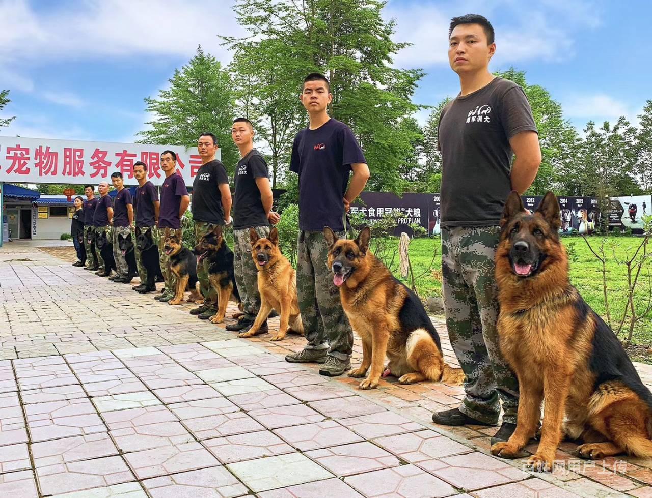 成都训犬-勇军训犬基地-可视化训犬-快乐训犬