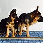 上饶【*推荐】德牧犬舍‖德牧养殖场