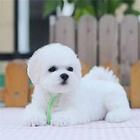 出售棉花糖比熊犬 高品质血统比熊犬小体