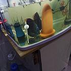 七彩神仙鱼