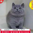 哪里有英短蓝猫卖的 无病无廯 双血统蓝猫多少钱