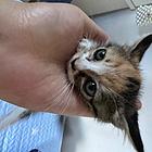 有责任心的铲屎官