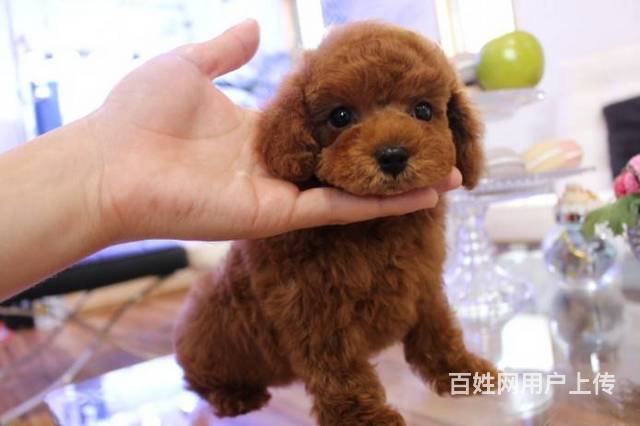 北京赛级泰迪犬茶杯玩具血系北京京大犬业