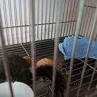 手养红腹松鼠