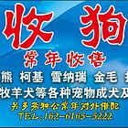 收狗收狗