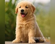 白山金毛价格金毛多少钱一只