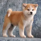 秋田犬特价出售 已做疫苗外地可货运请放心购买