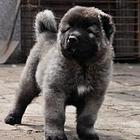 巨型高加索犬 纯种高加索幼犬 高大威猛 看家看厂首