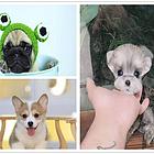 纯种柯基巴哥雪纳瑞好饲养赛级幼犬狗狗保健康活体买