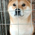 日本柴犬