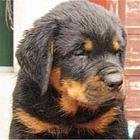 黑河有什么靠谱的罗威纳犬舍推荐吗