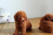 池州哪有卖泰迪的 泰迪多少钱 泰迪犬价格