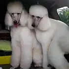 邢台正规巨贵犬舍地点联系方式